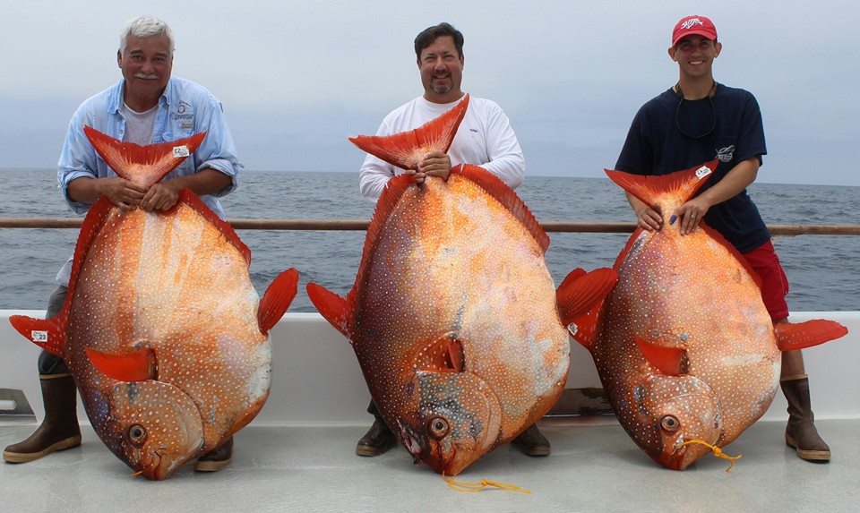 Three Opah Fish Caught In One Day By Lucky California Anglers Outdoorhub