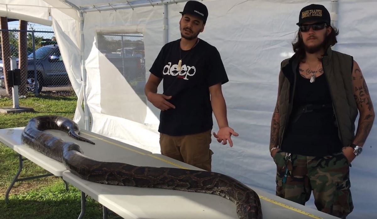 Video Hunter Kills 17 Foot Burmese Python In South Florida Everglades