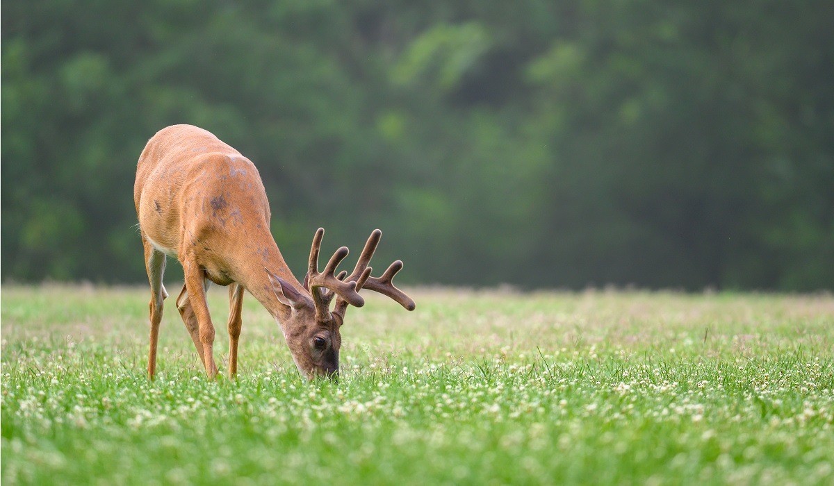 Summer Whitetail Scouting Trail Cam Strategies OutdoorHub