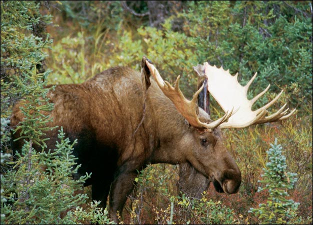 Spot and Stalk a Moose | OutdoorHub