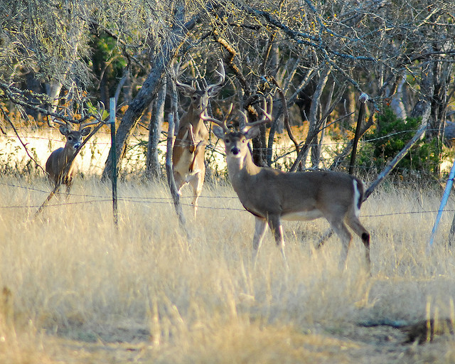 Four Important Things to Remember When Gearing Up For Deer Season ...