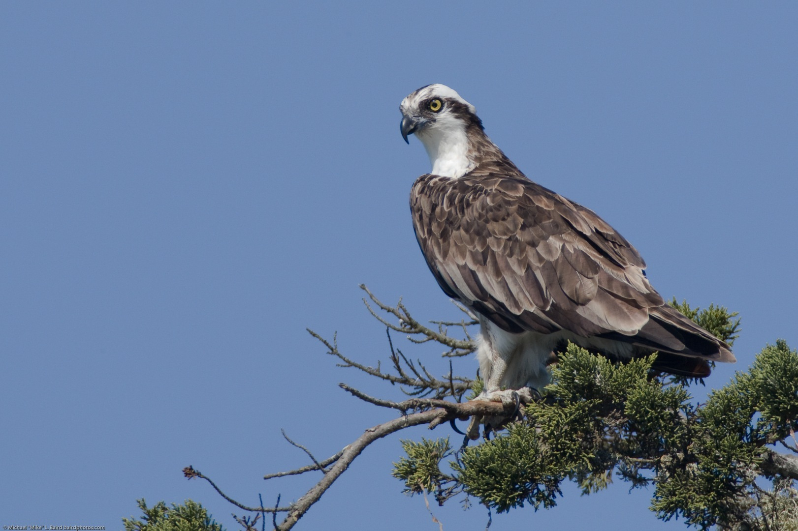 osprey history