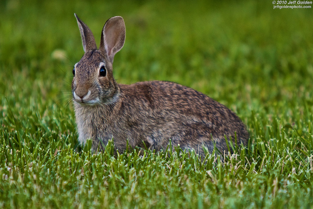 Rabbit Hunting Season and Sharing with Young Hunters | OutdoorHub