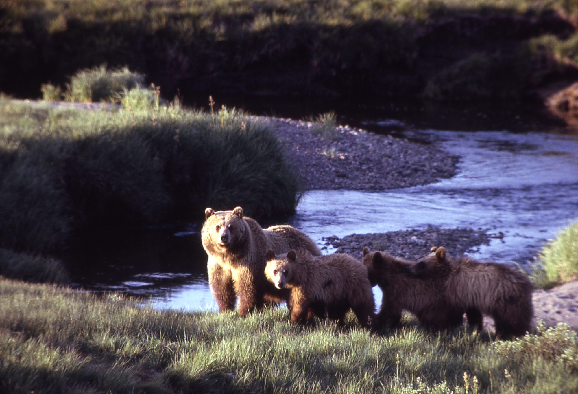 bear-encounters-how-to-properly-react-outdoorhub