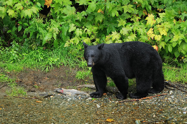 Minor Injuries to New Jersey Campers After Black Bear