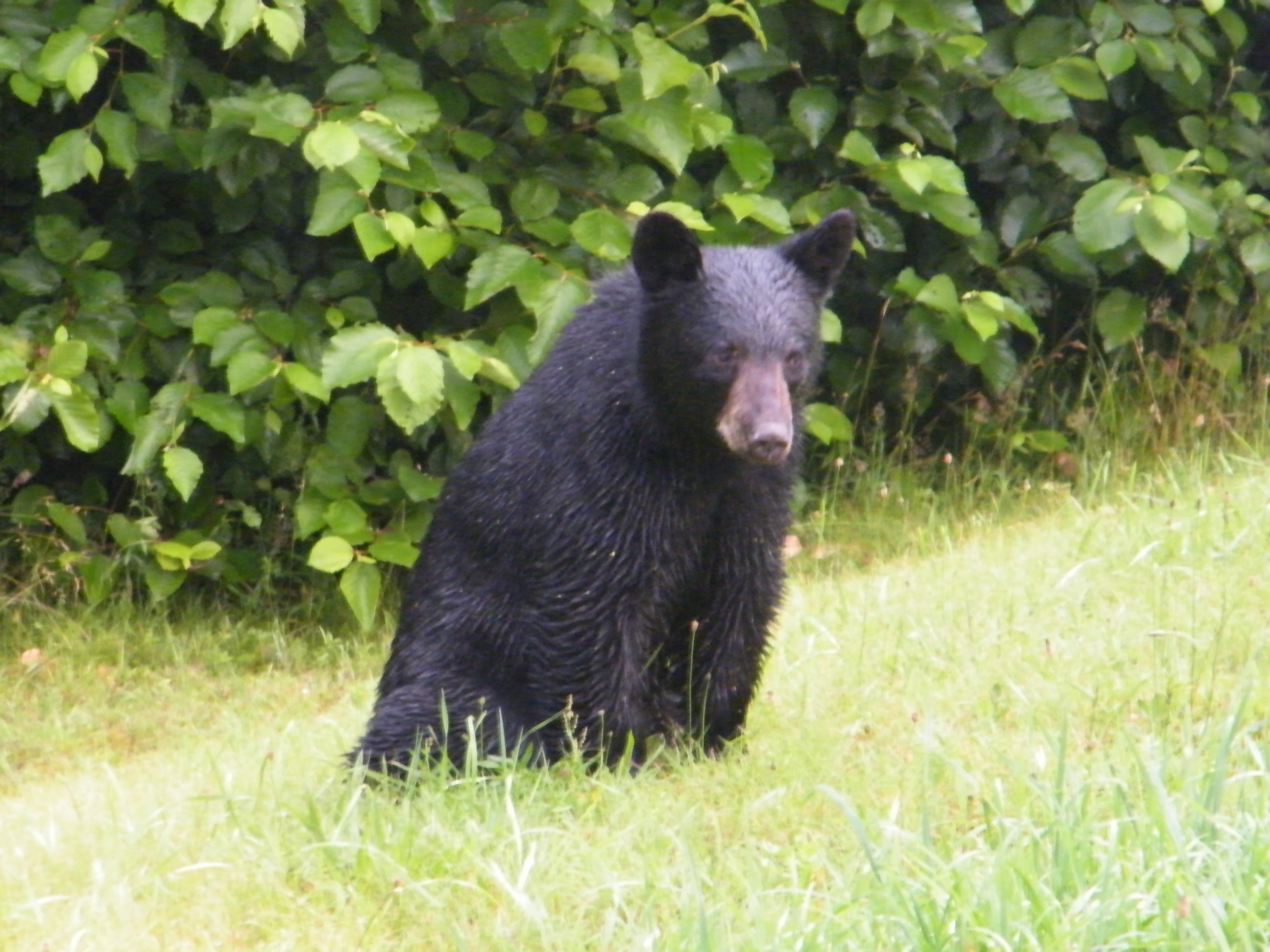 Black Bear Hunters Can Test Identification Skills Online | OutdoorHub