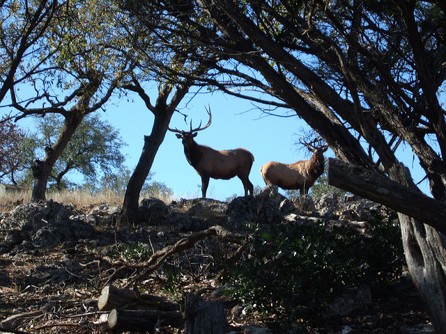 ten-tips-for-efficient-elk-hunting-outdoorhub