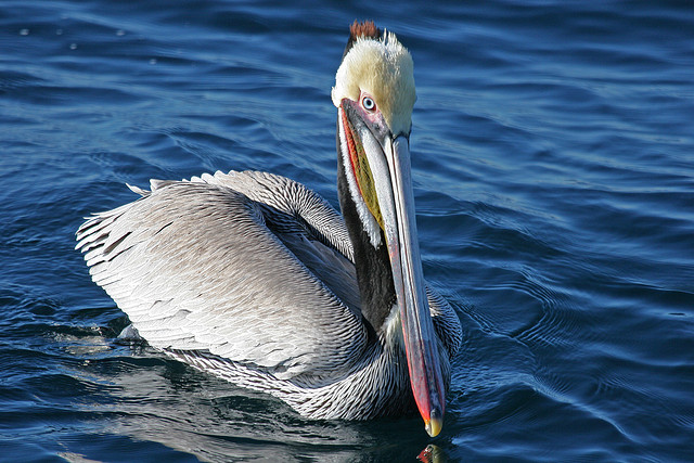 California DFG Biologists Determine Cause of Pelican Deaths and ...