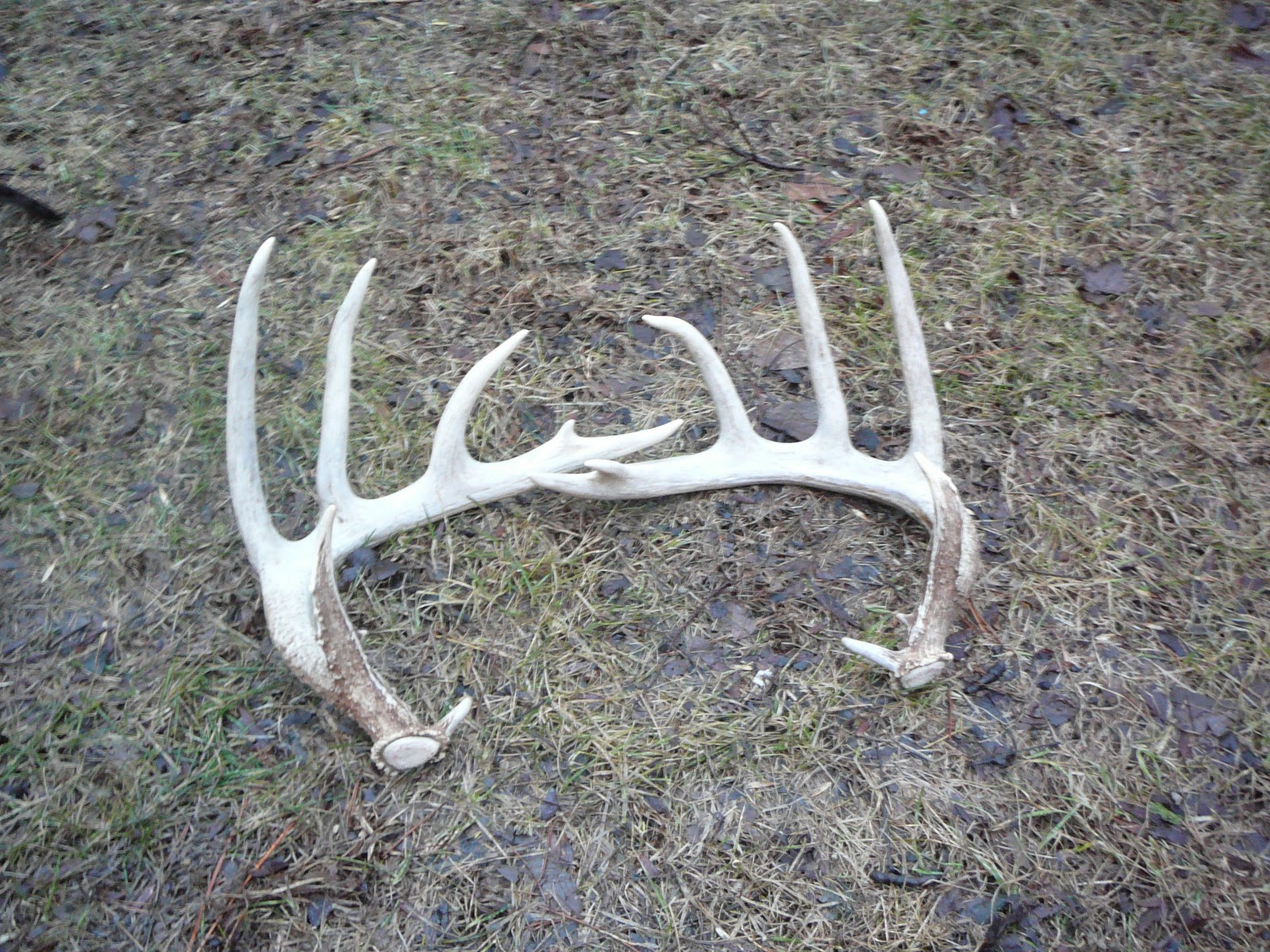 Searching For The Antlers Of Your Dream Buck | OutdoorHub