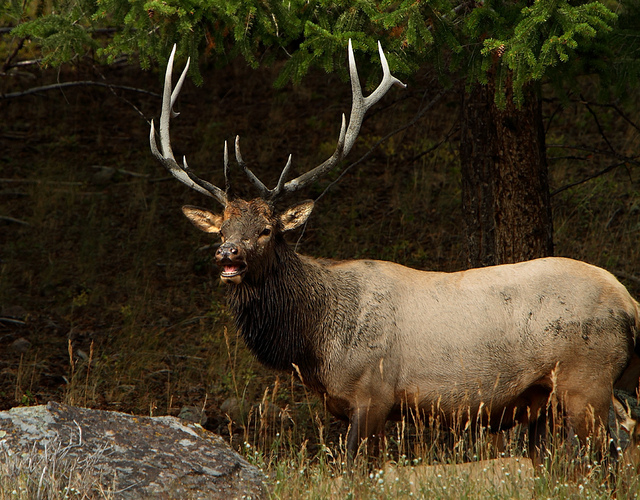 Kentucky's 2011-12 Elk Season Opens with Archery Bull Hunt | OutdoorHub