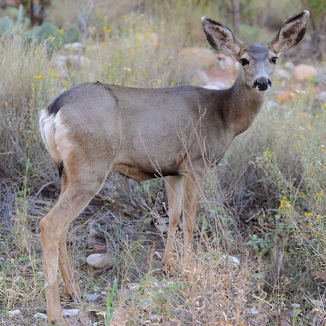 Idaho Mule Deer Forecast OutdoorHub