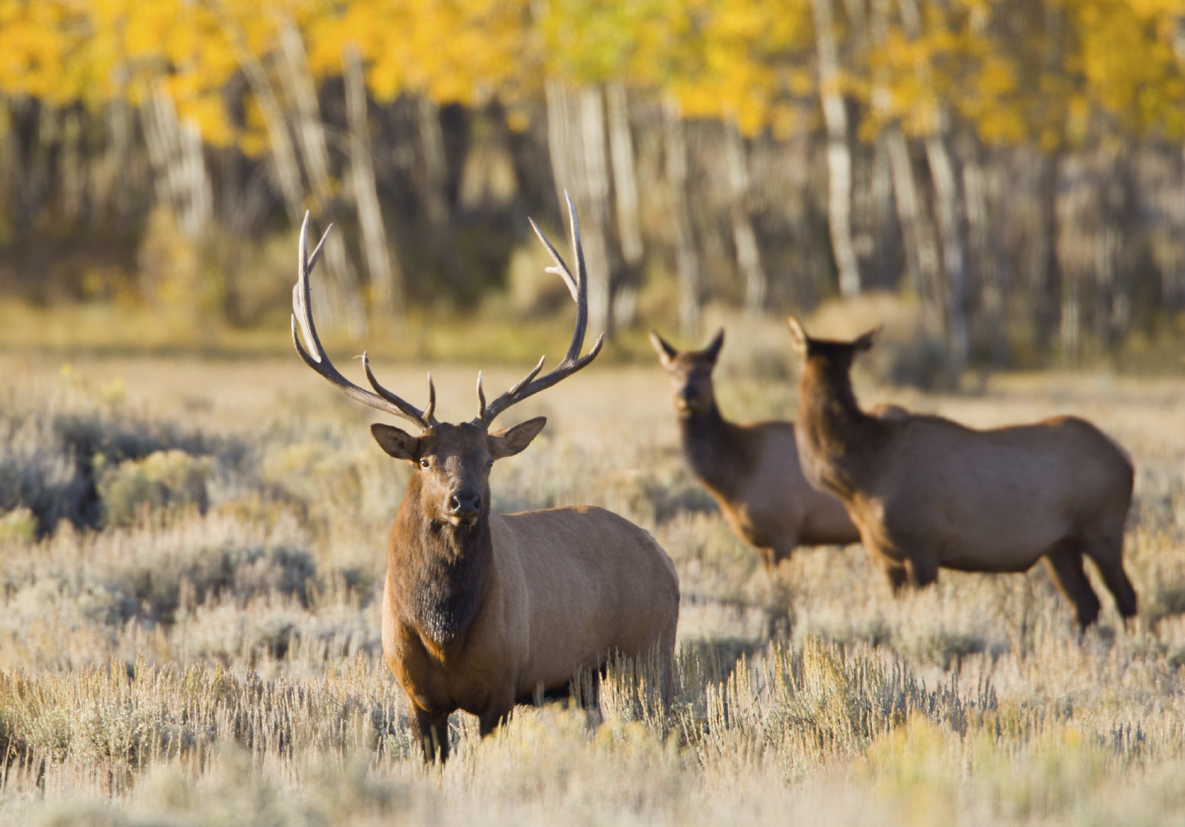 America's Wildlife Conservation Success Story 