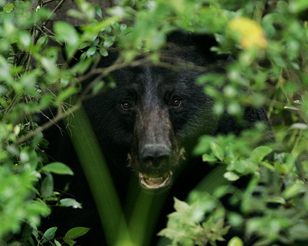 Black Bears are a Protected Species in Alabama | OutdoorHub