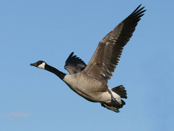 Secrets to Hunting Geese: Part Four | OutdoorHub