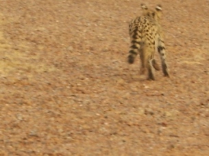 Arizona Game And Fish Verifies Ocelot Sighting In Cochise County ...