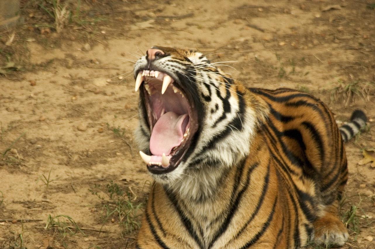 Wildlife Conservation Society Clears Tiger Snares in China | OutdoorHub