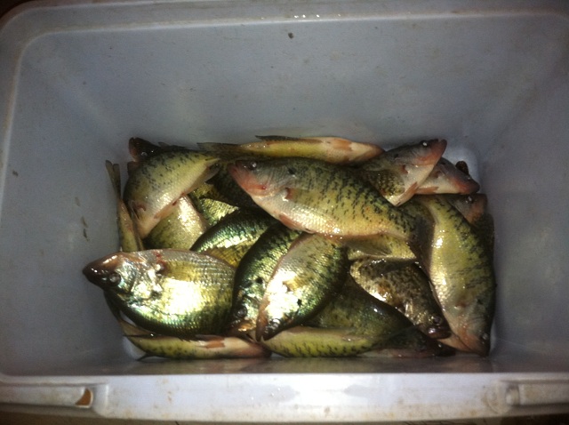 Crappie Fishing Fever