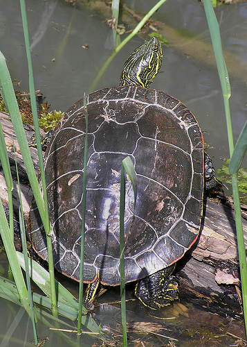 Native Turtle Conservation is the Subject of a Presentation on Feb. 8 ...