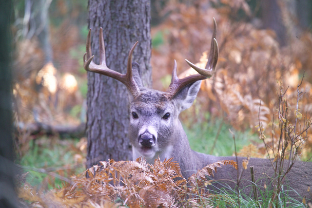 Deer Decoy Placement 