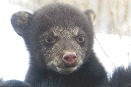 first-live-bear-cam-installed-in-maine-wild-bear-den-outdoorhub