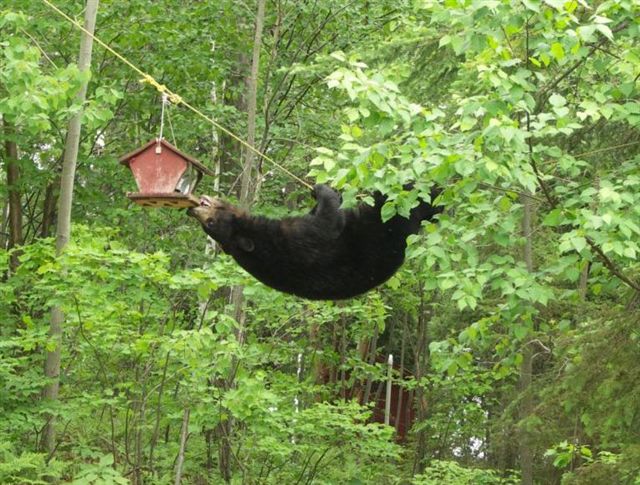 Remove Bird Feeders to Avoid Tempting Bears | OutdoorHub