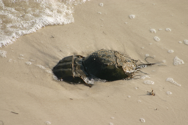 Florida Beachgoers Can Help Biologists Monitor Spawning Horseshoe Crabs ...