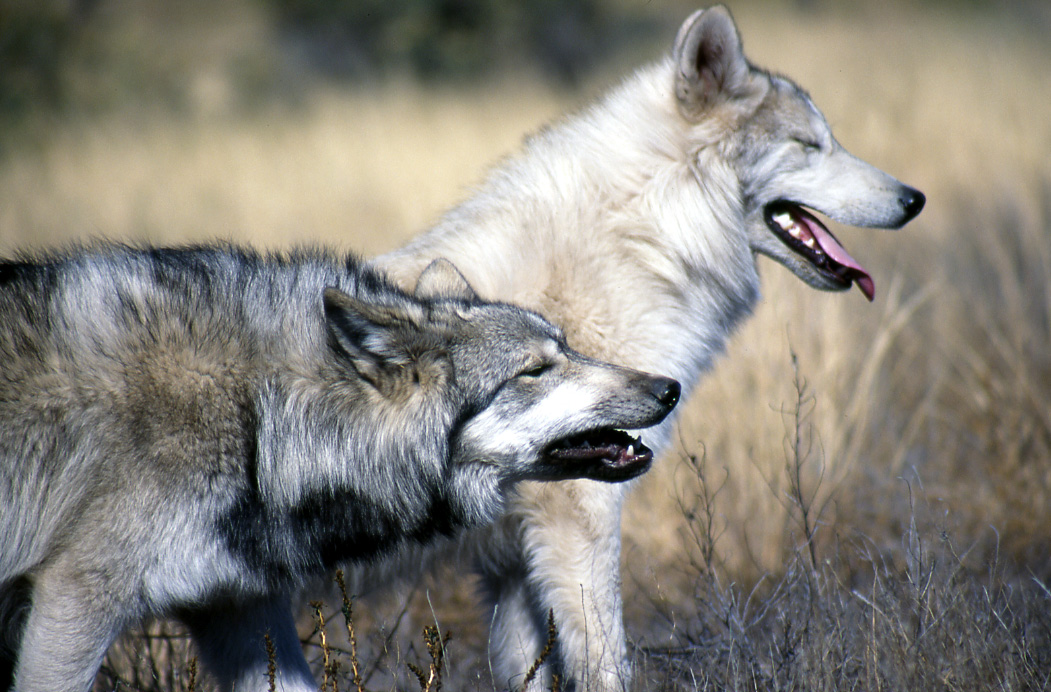 Despite Extended Hunting Season Montana Wolf Population is Up 15