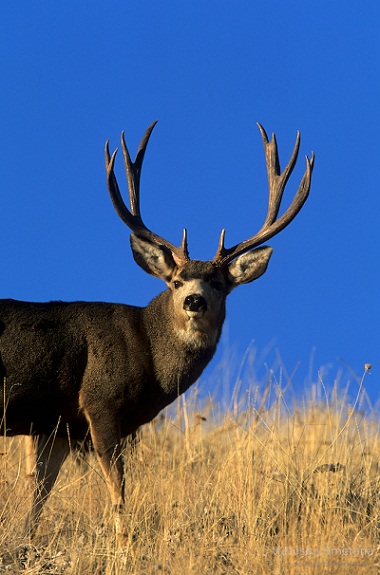 Mule Deer Documentary Explores the “Icon of the West” on Sportsman ...