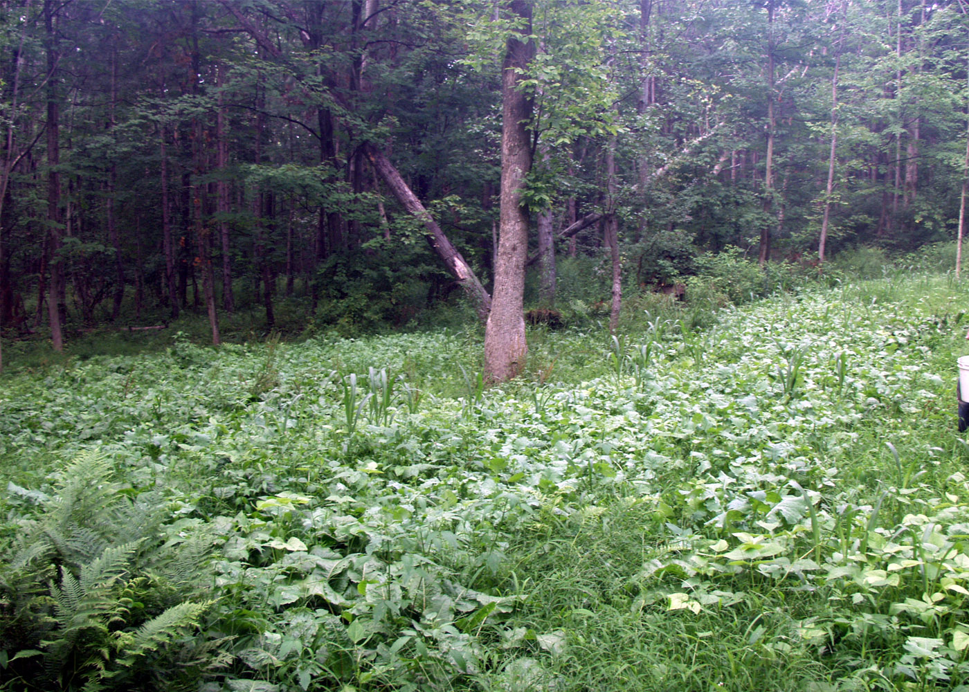 Whitetail Food Plots Honey Holes for All Acreage, Part 1 OutdoorHub