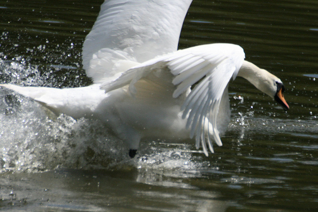 Angry Swan Sends Kayaker to His Death | OutdoorHub