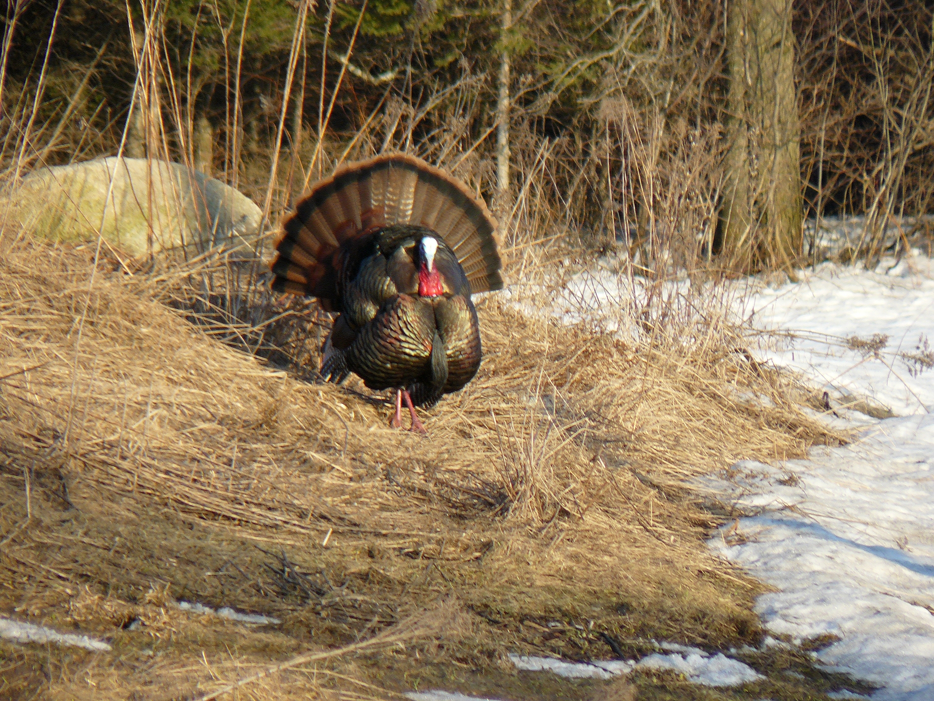  Vermont s Spring Turkey Hunting Starts Soon OutdoorHub