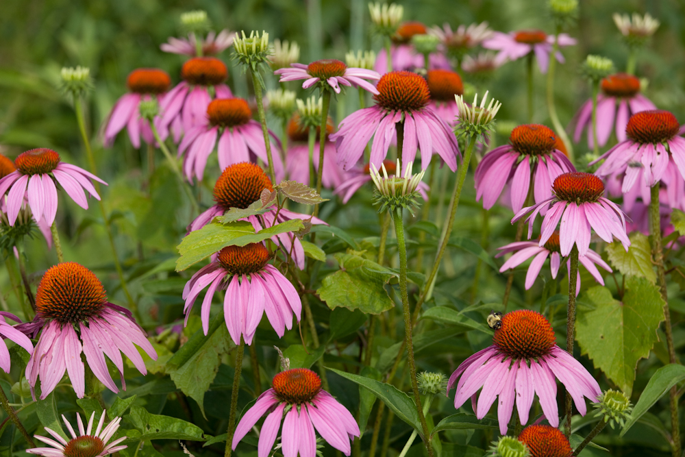 Midwest Native Plant Conference to be Held at Dayton’s