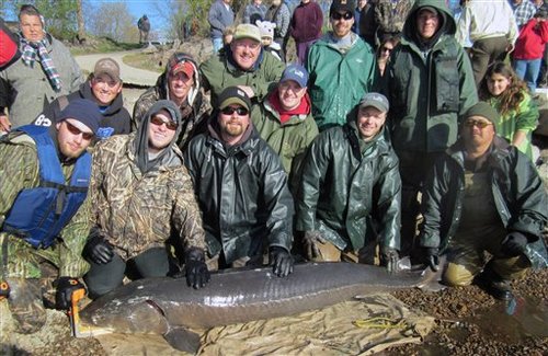 Wisconsin Dnr Tags 240 Pound Sturgeon Possibly 125 Years Old Outdoorhub