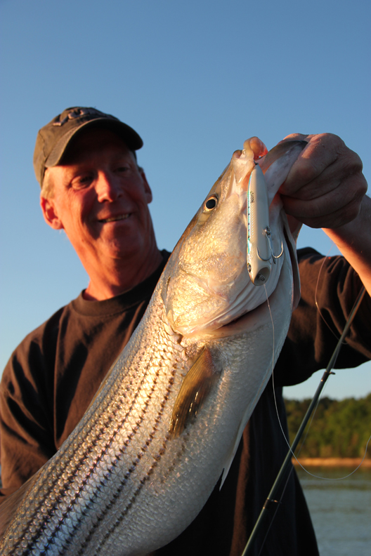 How To Catch Migrating Stripers on Topwater OutdoorHub