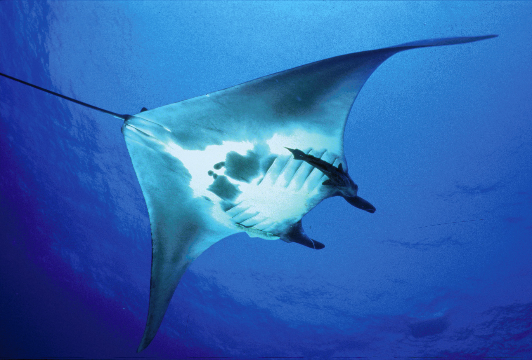 largest manta ray world record