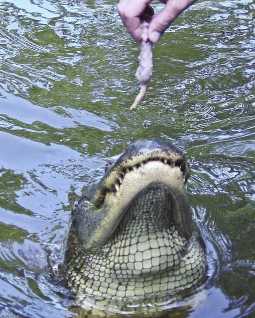 Hand Returned to Florida Airboat Captain After Alligator Bit It Off ...