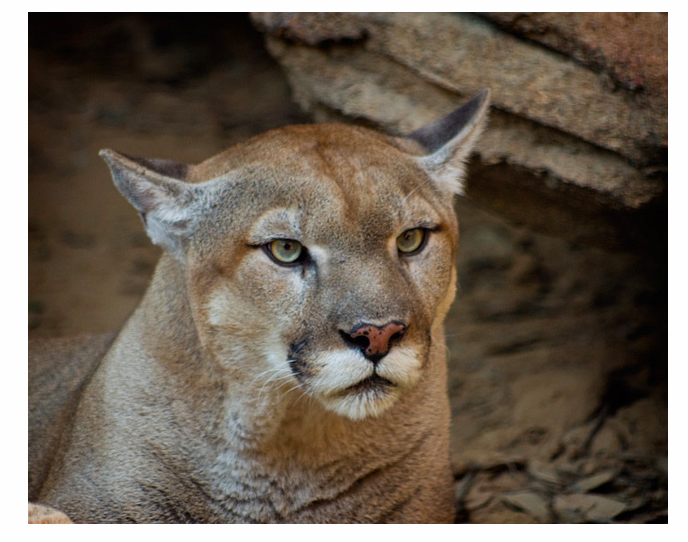 Cougar Numbers Increasing Across the United States | OutdoorHub