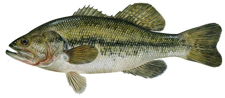 Maine DIFW Encouraging the Taking of Largemouth Bass | OutdoorHub