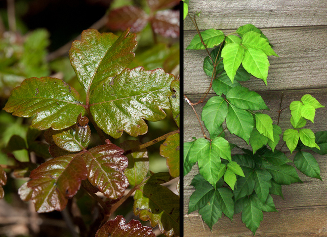 How To Identify Poison Oak and Poison Ivy | OutdoorHub