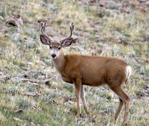 Utah Archery Buck Deer Permits are Still Available | OutdoorHub