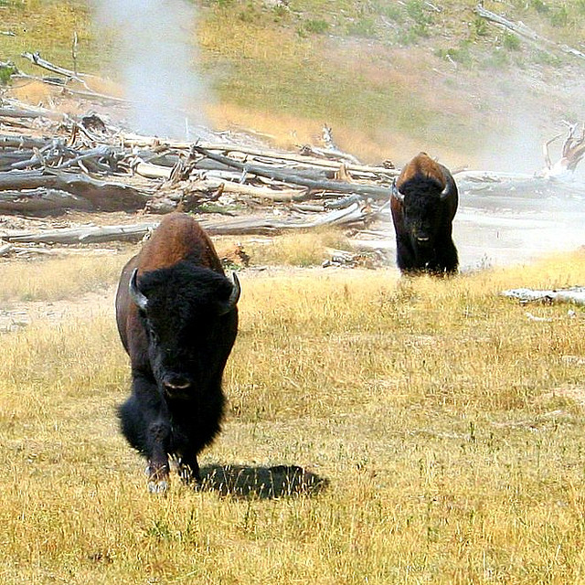 Video: Bison Chases Child Who Gets Too Close for Comfort | OutdoorHub