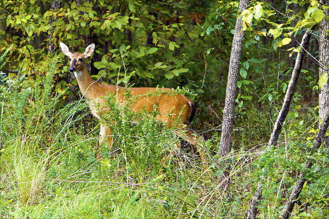 Wisconsin Governor Cancels October Antlerless Deer Hunt in CWD Zone ...