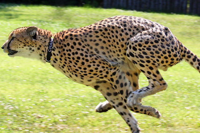 Record Breaking Cheetah Leap The Numbers Are Insane - x3s65d8