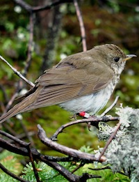 songbird species