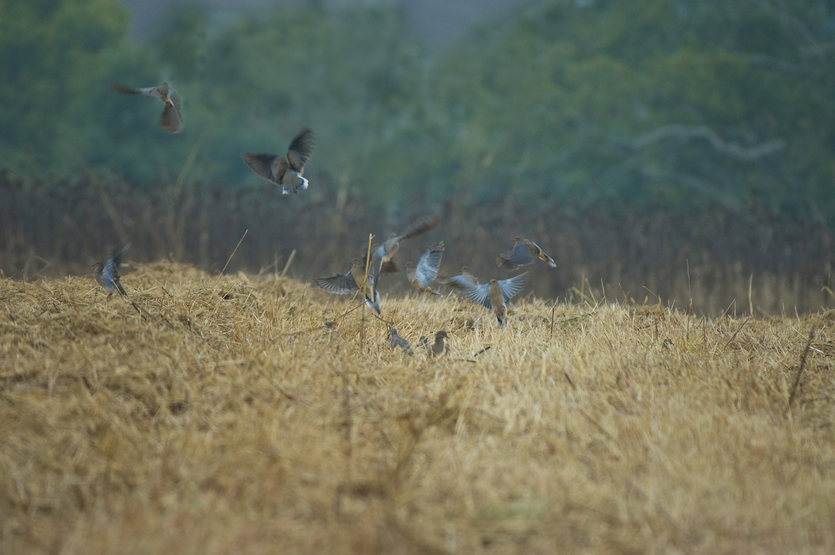 Kentucky Afield Outdoors Cautiously Optimistic About Dove Season