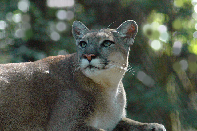 Florida FWC Asks Public to Share Florida Panther Sightings, Photos on ...