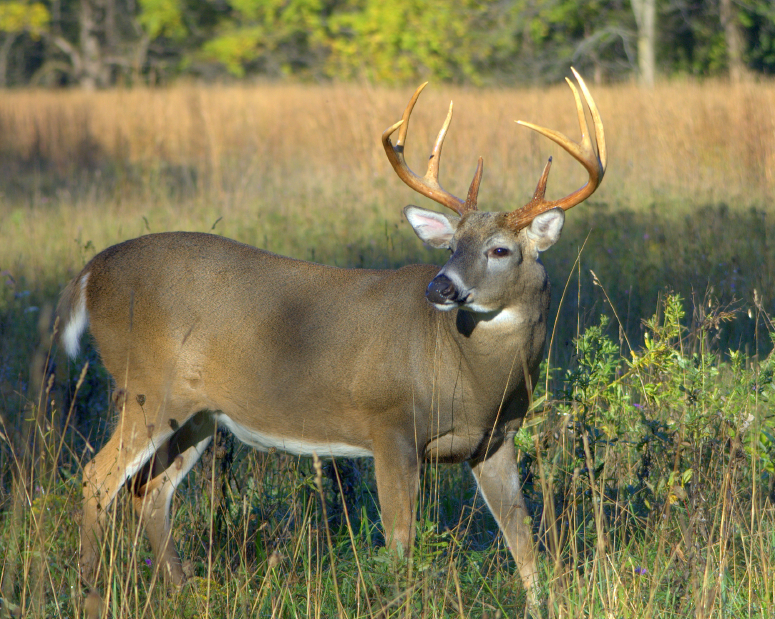 Nature and the Pursuit of Life: The Super Bowl Buck | OutdoorHub