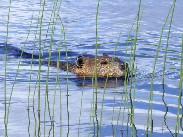 83-Year-Old Woman Wrestles with Rabid Beaver | OutdoorHub