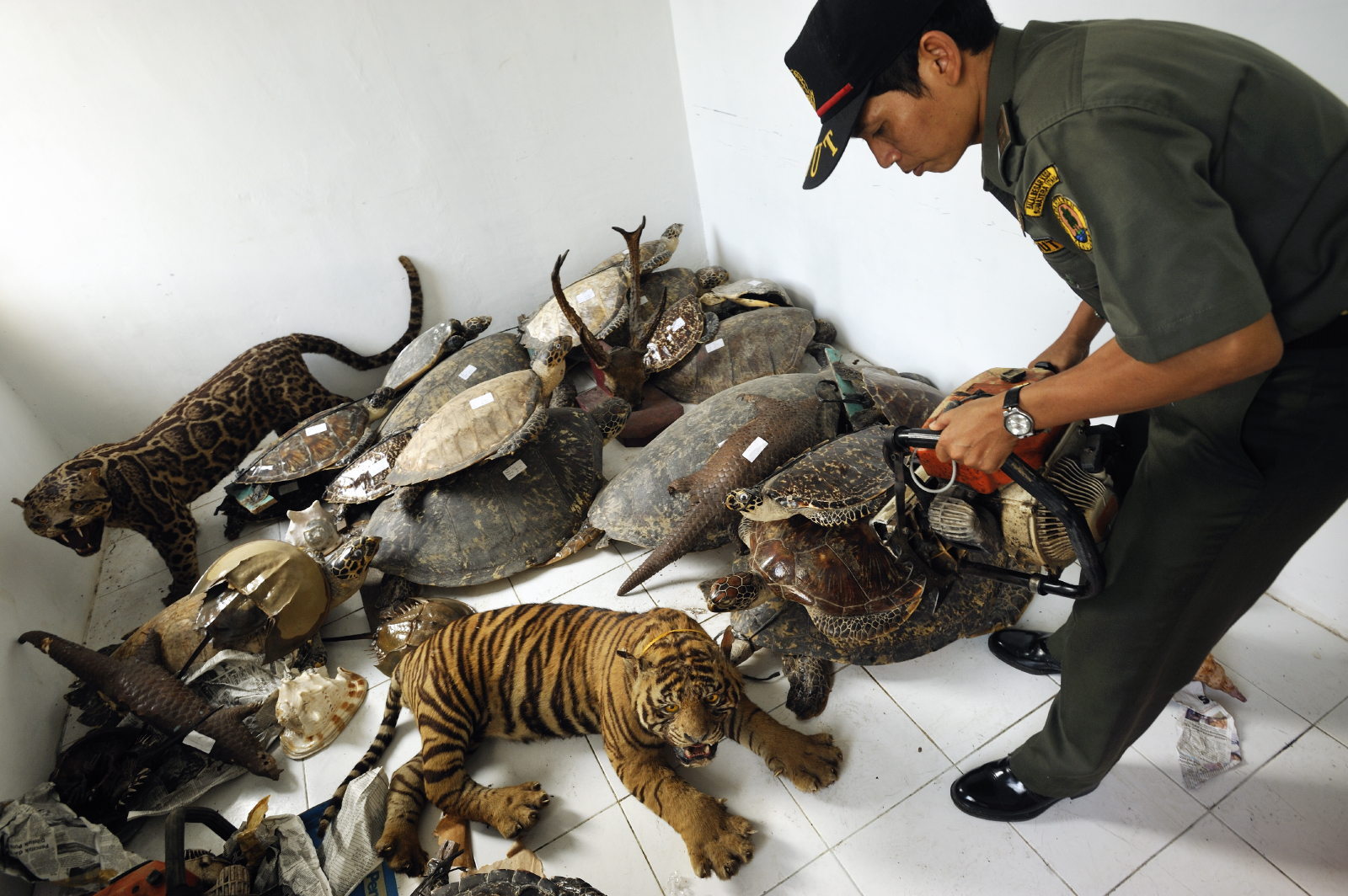 Wcs Lauds Apec Announcement To Combat Illegal Wildlife Trafficking Outdoorhub