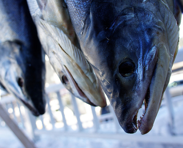 Zombie Salmon? Researchers “Honored” for Showing “Meaningful Brain